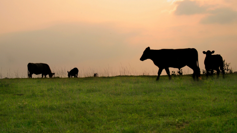 Agenor Vicente Pelissa